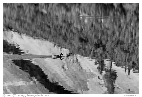 Duck and reflections, Merced Lake. Yosemite National Park (black and white)