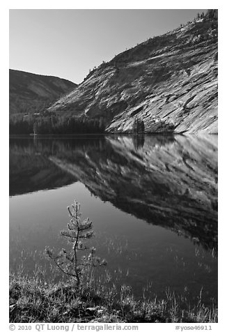 Pine sappling and granite domes reflected, Merced Lake. Yosemite National Park (black and white)