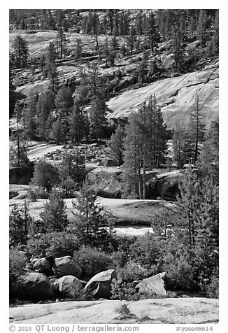 Smooth granite and pine trees. Yosemite National Park (black and white)