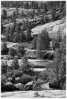 Smooth granite and pine trees. Yosemite National Park, California, USA. (black and white)