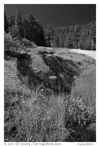 Wet rock slab and wildflowers. Yosemite National Park (black and white)