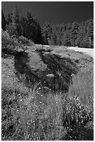 Wet rock slab and wildflowers. Yosemite National Park, California, USA. (black and white)