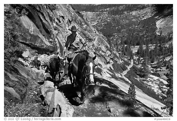 Woman leading horse pack train on trail, Upper Merced River Canyon. Yosemite National Park, California, USA.