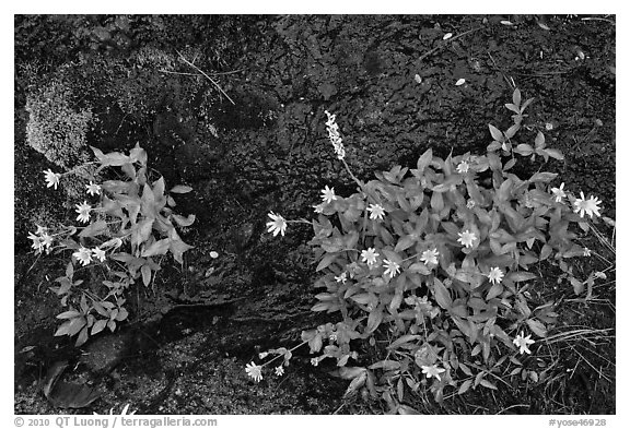 Yellow wildflowers. Yosemite National Park (black and white)