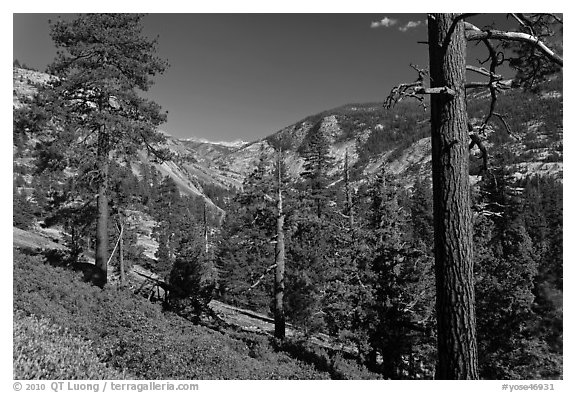 Above Echo Creek. Yosemite National Park (black and white)