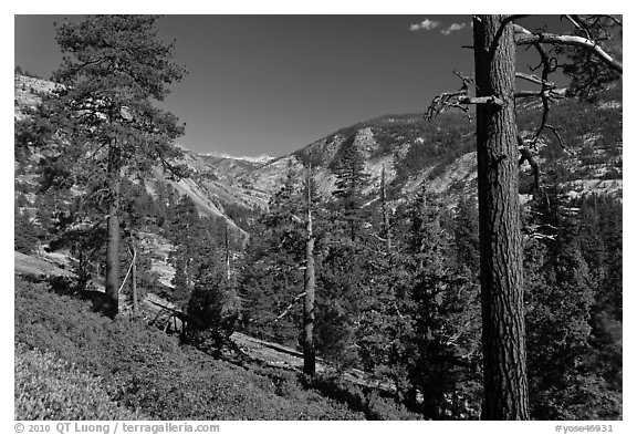 Above Echo Creek. Yosemite National Park, California, USA.