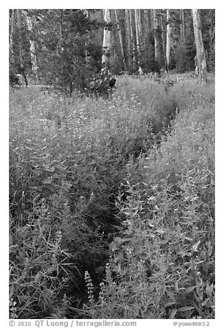 Dense wildflowers in forest. Yosemite National Park (black and white)
