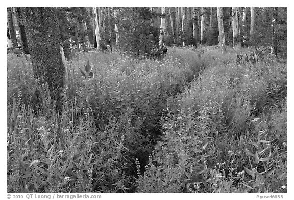 Lush wildflowers, Cathedral Fork. Yosemite National Park (black and white)
