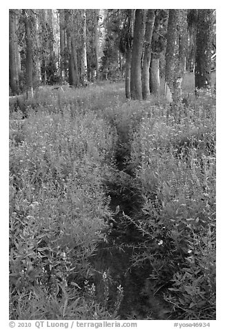 Trail through lush wildflowers. Yosemite National Park, California, USA.