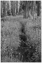 Trail through lush wildflowers. Yosemite National Park, California, USA. (black and white)