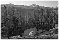 Sunrise over forest and peaks. Yosemite National Park ( black and white)