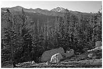 Sunrise over forest and peaks. Yosemite National Park ( black and white)