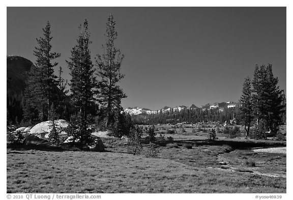 Long Meadow, morning. Yosemite National Park (black and white)