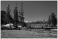 Long Meadow, morning. Yosemite National Park, California, USA. (black and white)