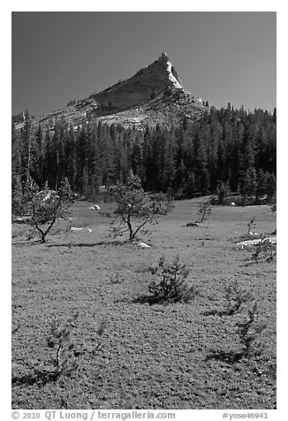 Meadow and Tressider Peak. Yosemite National Park (black and white)
