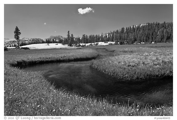 Wildflowers and stream in alpine meadow near Lower Cathedral Lake. Yosemite National Park (black and white)