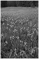 Shooting stars, Summit Meadow. Yosemite National Park ( black and white)