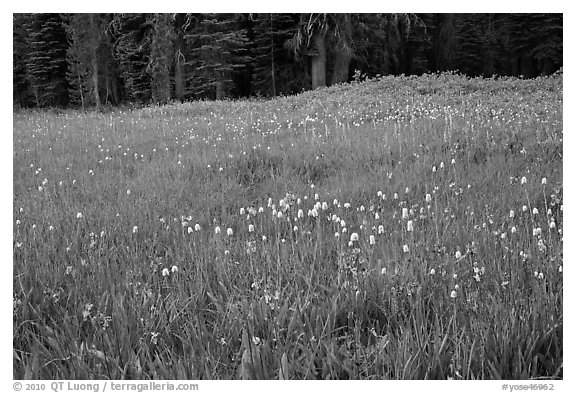 Summer wildflower mix in Summit Meadow. Yosemite National Park (black and white)