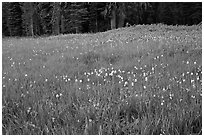 Summer wildflower mix in Summit Meadow. Yosemite National Park ( black and white)