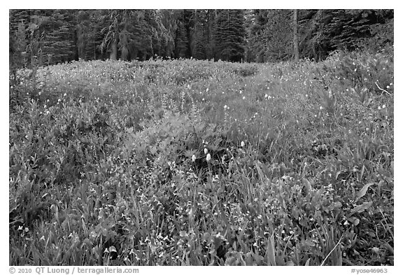 Summit Meadow with summer flowers. Yosemite National Park, California, USA.