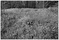 Summit Meadow with summer flowers. Yosemite National Park, California, USA. (black and white)