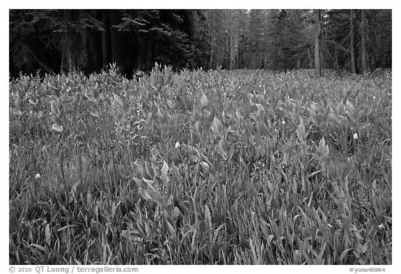 Flowers and forest edge, Summit Meadows. Yosemite National Park, California, USA.