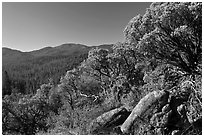 Manzanita tree on outcrop and forested hills, Wawona. Yosemite National Park, California, USA. (black and white)