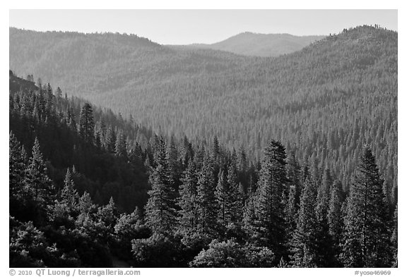 Hills covered in forest, Wawona. Yosemite National Park (black and white)