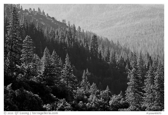 Forested slopes, Wawona. Yosemite National Park (black and white)