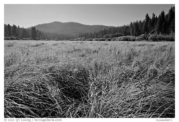 Wavona meadow in summer, morning. Yosemite National Park (black and white)