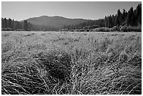 Wavona meadow in summer, morning. Yosemite National Park, California, USA. (black and white)