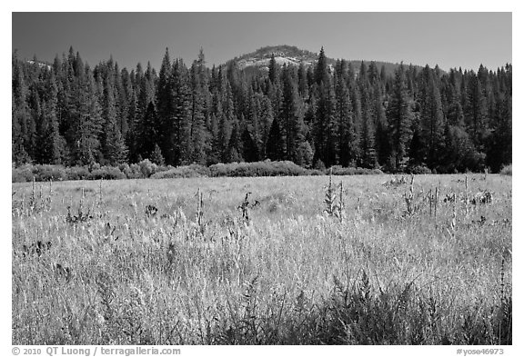 Wawona Dome viewed from Wawona meadow. Yosemite National Park, California, USA.