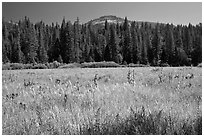 Wawona Dome viewed from Wawona meadow. Yosemite National Park, California, USA. (black and white)