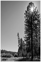 Sun through pine tree on edge of Wawona meadow. Yosemite National Park, California, USA. (black and white)