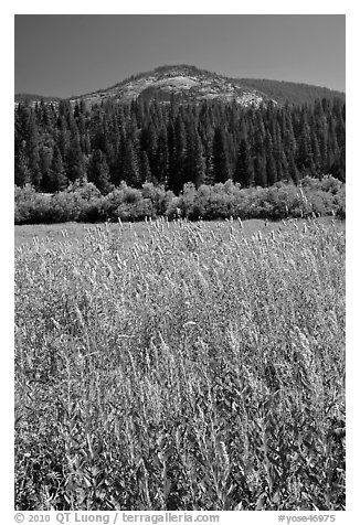 Wawona meadow, wildflowers, and Wawona Dome. Yosemite National Park, California, USA.