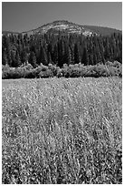 Wawona meadow, wildflowers, and Wawona Dome. Yosemite National Park, California, USA. (black and white)