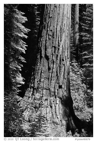 Base of Giant Sequoia tree in Mariposa Grove. Yosemite National Park (black and white)