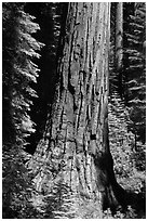 Base of Giant Sequoia tree in Mariposa Grove. Yosemite National Park, California, USA. (black and white)