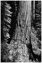 Base of Giant Sequoia tree in Mariposa Grove. Yosemite National Park ( black and white)