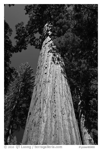 Looking up from base of Giant Sequoia tree, Mariposa Grove. Yosemite National Park (black and white)