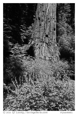 Lupine at the base of Giant Sequoia tree, Mariposa Grove. Yosemite National Park, California, USA.