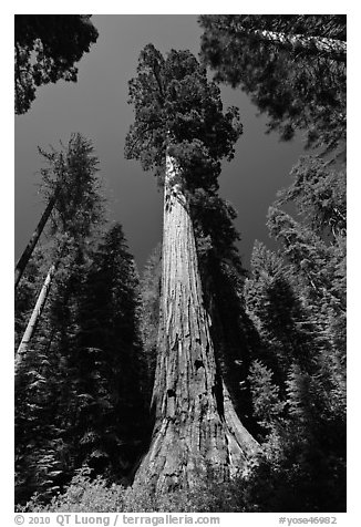 Giant Sequoia trees in summer, Mariposa Grove. Yosemite National Park (black and white)