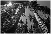 Sun and forest of Giant Sequoia trees. Yosemite National Park, California, USA. (black and white)