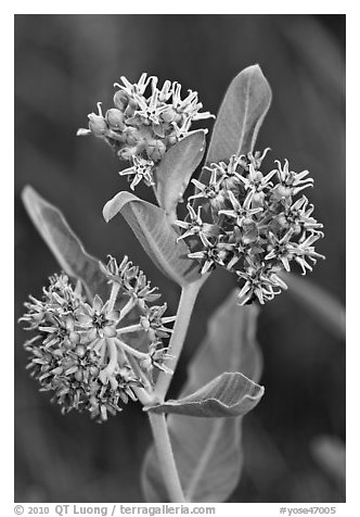 Showy Milkweed. Yosemite National Park (black and white)