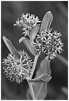 Showy Milkweed. Yosemite National Park ( black and white)