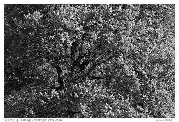 Elm Tree, summer. Yosemite National Park, California, USA.