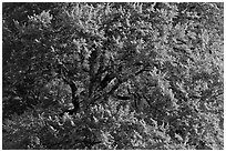 Elm Tree, summer. Yosemite National Park, California, USA. (black and white)