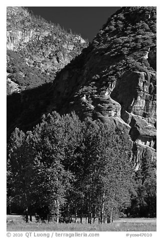 Aspens in Ahwanhee Meadow, summer. Yosemite National Park (black and white)