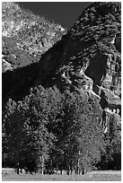 Aspens in Ahwanhee Meadow, summer. Yosemite National Park, California, USA. (black and white)