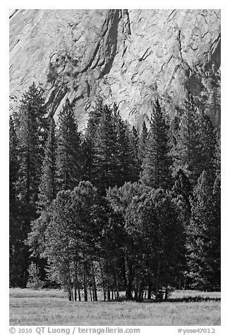 Aspen cluster and Glacier Point Apron, summer. Yosemite National Park (black and white)